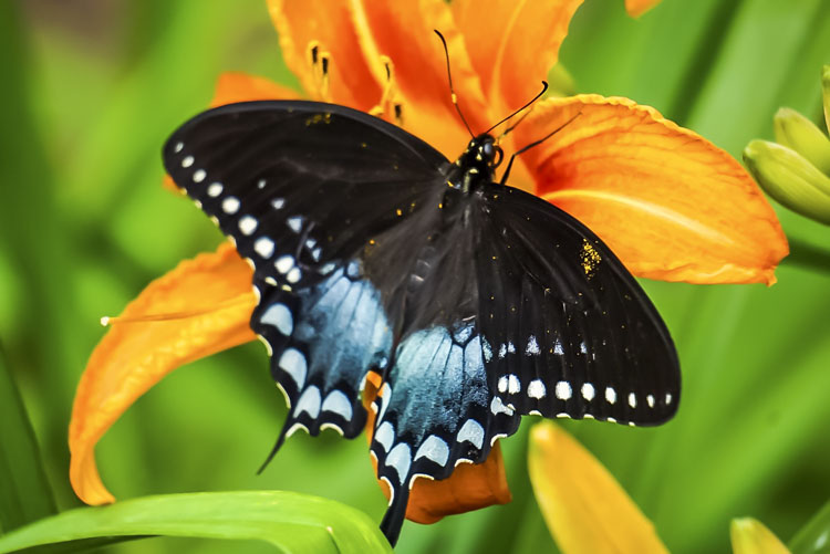 blue swallowtail butterfly