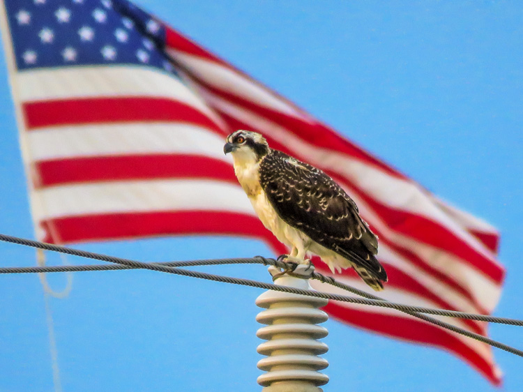 An osprey perched on a power line with an American flag flying in the background