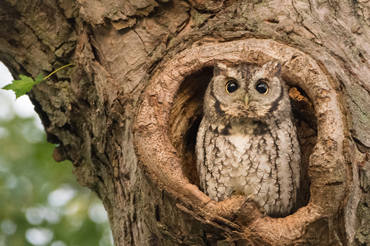 Surprised Eastern Screech Owl © Jason Goldstein