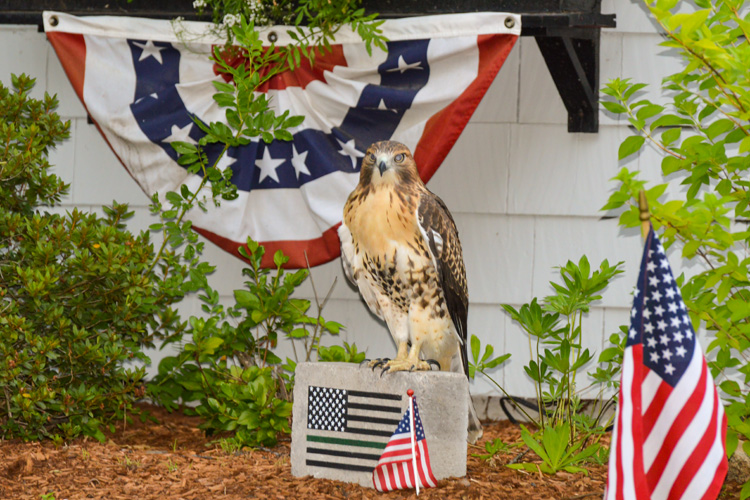 A Red-tailed hawk perches on a rock in the garden of a home with an American flag in the foreground and patriotic bunting behind it.