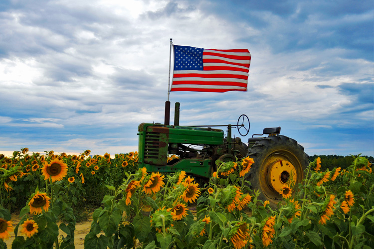 The American flag flies over a green tractor in a field of sunflowers