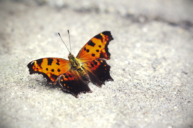 Eastern Comma Butterfly © Lena Mirisola