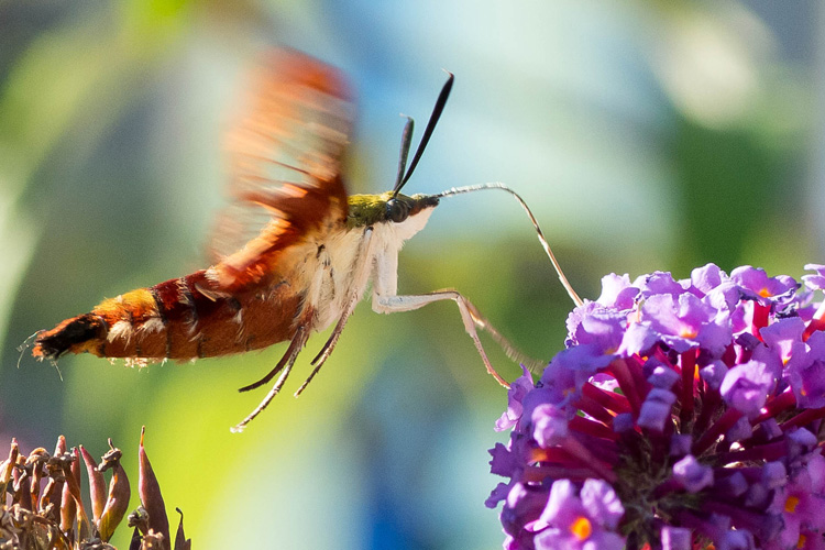 Hummingbird Clearwing Moth © Susumu Kishihara