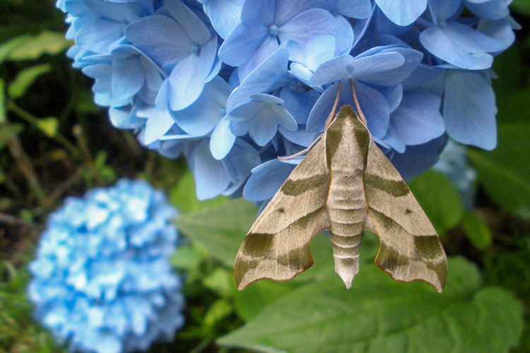 Virginia Creeper Sphinx Moth © Andrea White