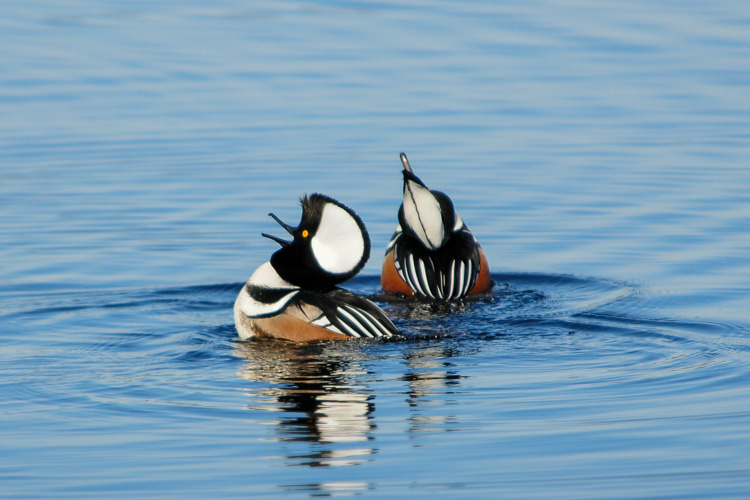 Hooded Mergansers (male) © Nathan Goshgarian