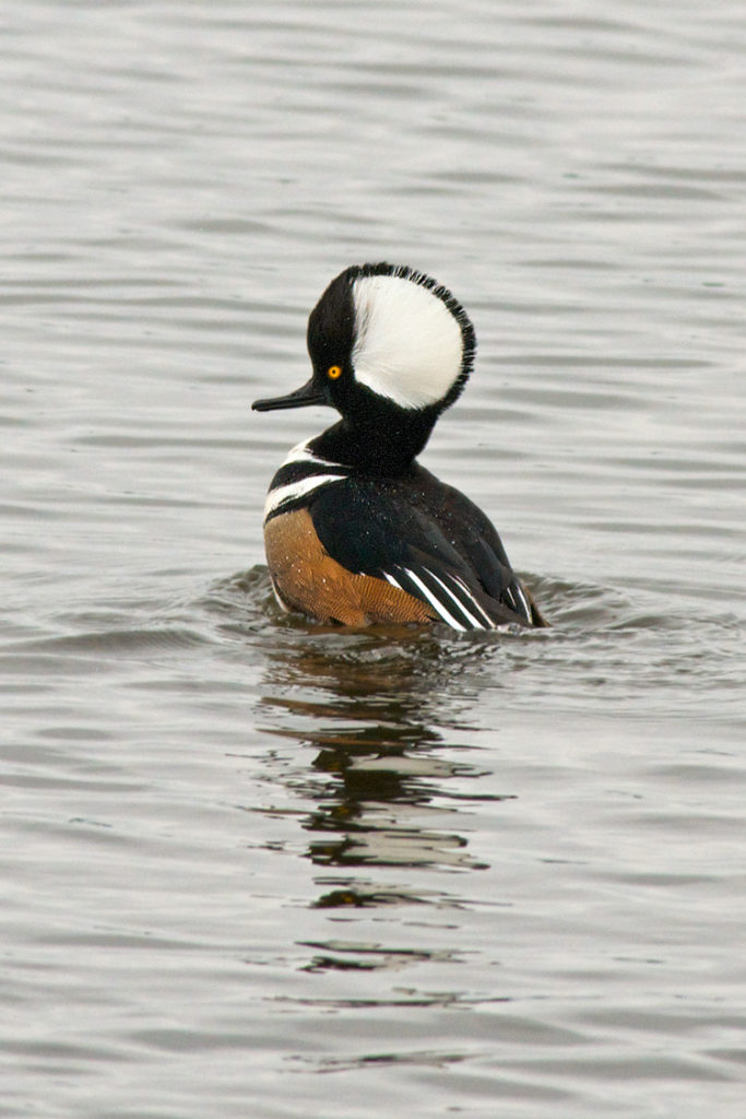 Hooded Merganser (male) © Rob Griffith