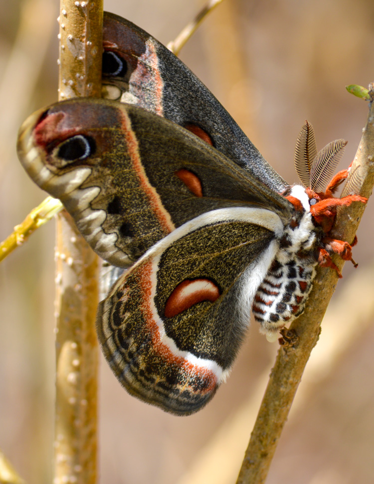 Cecropia Moth © Suzette Johnson