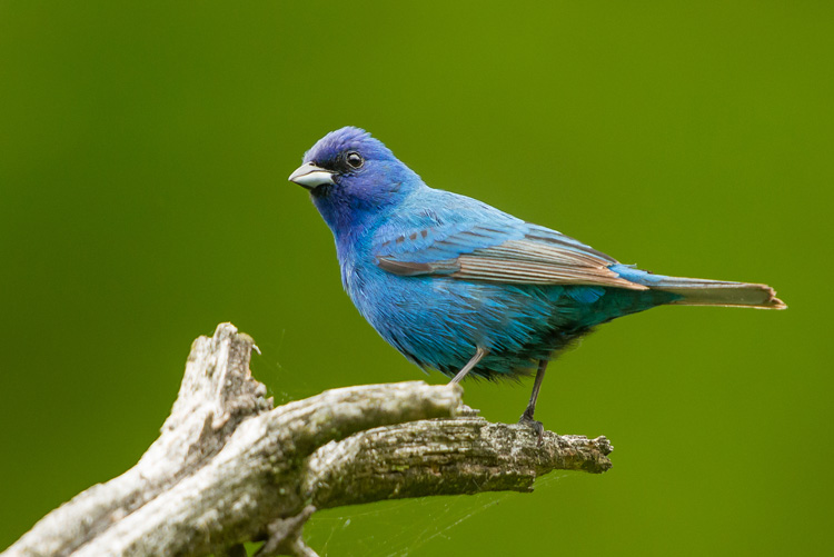 Indigo Bunting © Yunzhong He