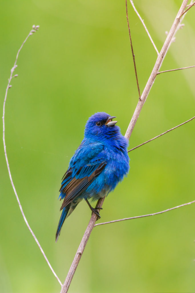 Indigo Bunting © Davey Walters