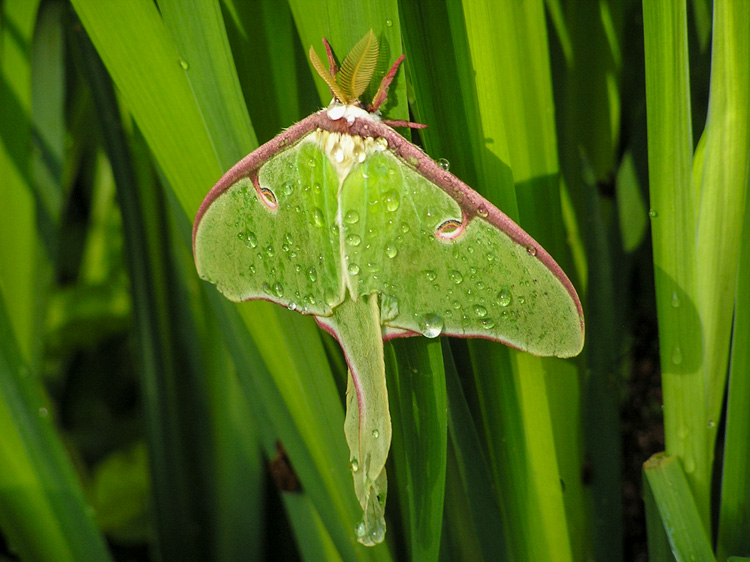 Luna Moth © Jane Morrisson