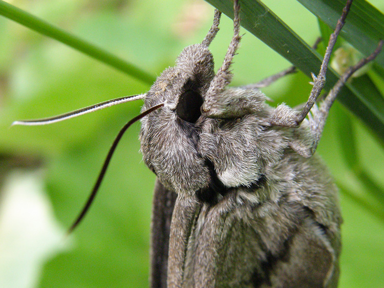 Waved Sphinx Moth © Gary Wise