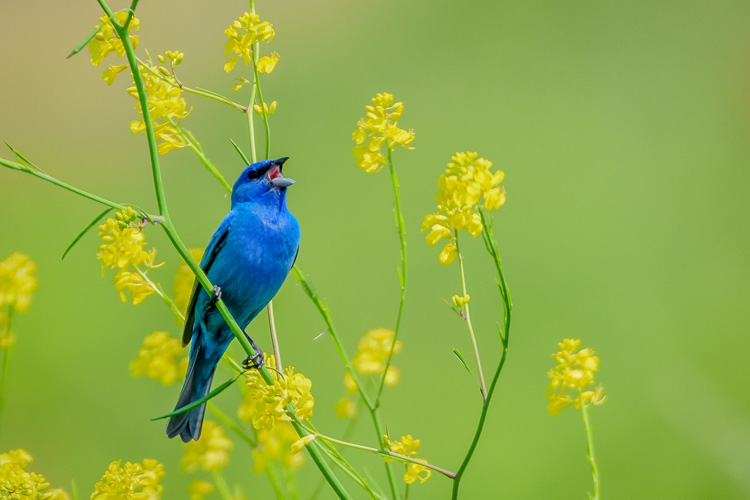 Indigo Bunting © Amy Powers-Smith