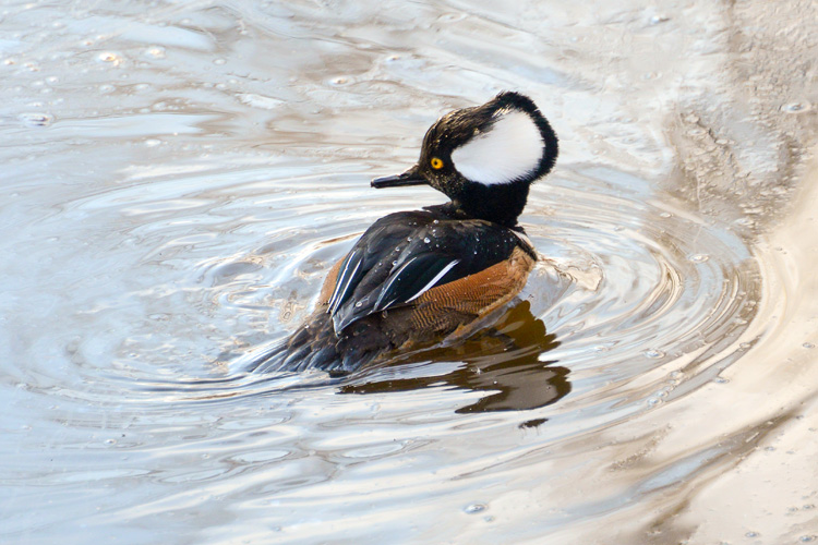 Hooded Merganser (male) © Sandy Murphy