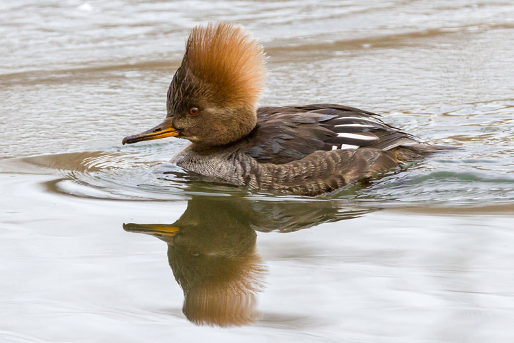 Hooded Merganser (female) © Michael Rossacci