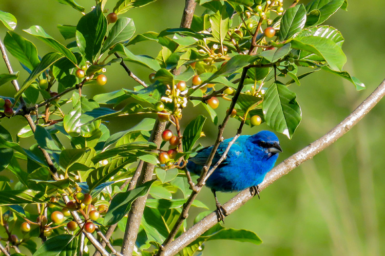 Indigo Bunting © Amy Severino