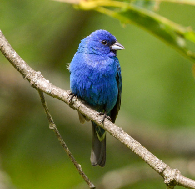 Take 5: Indigo Buntings | Mass Audubon – Your Great Outdoors