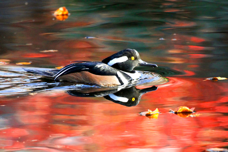 Hooded Merganser (male) © Kim Nagy