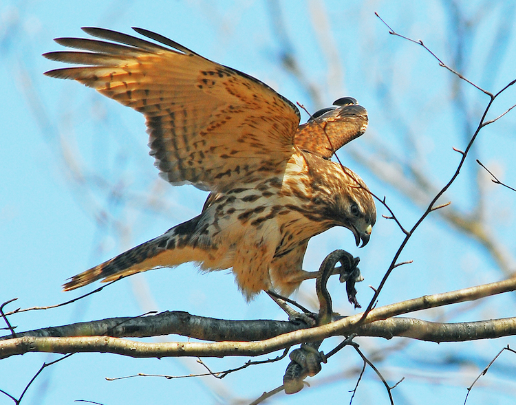 Red-shouldered Hawk © Richard Alvarnaz