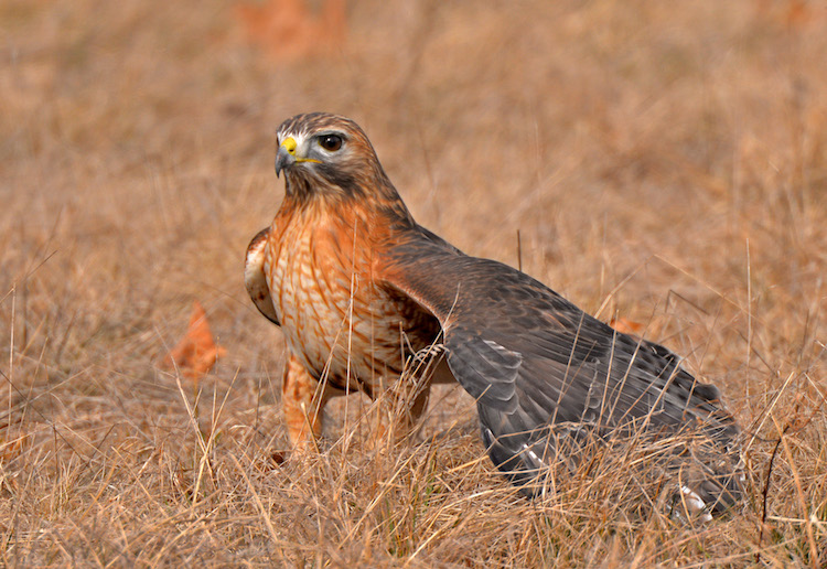 Red-shouldered Hawk © Lee Millet