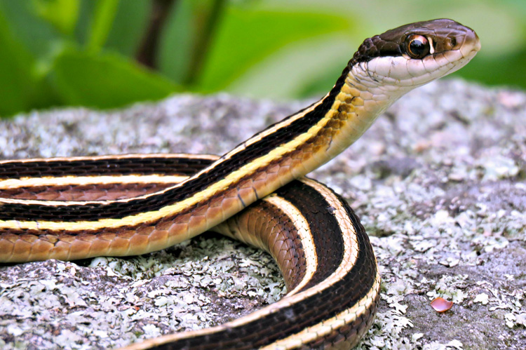 Eastern Ribbon Snake © Kathy Diamontopoulos