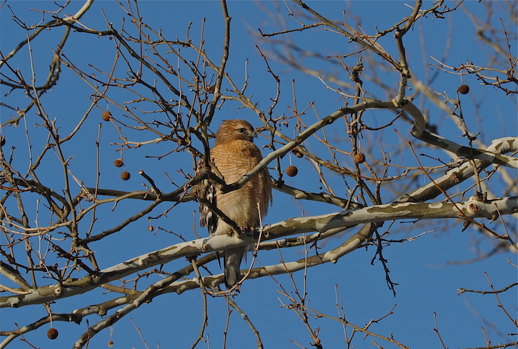 Red-shouldered Hawk © George Brehm