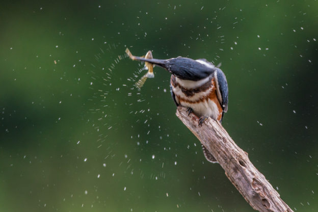 Belted Kingfisher © Christopher Ciccone