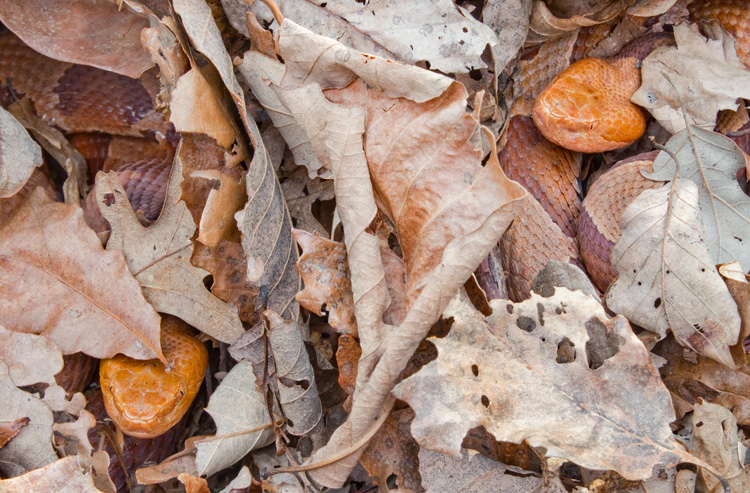 Northern Copperheads © Mark Lotterhand