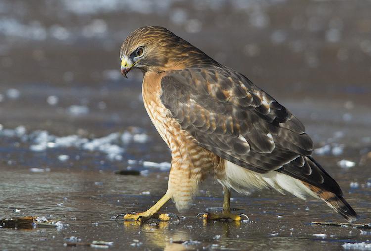 Red-shouldered Hawk © Sandra Taylor