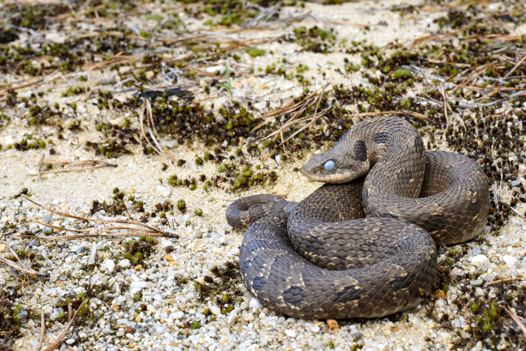 Eastern Hognose Snake © Patrick Randall