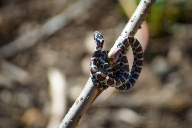 Eastern Milk Snake (juvenile) © Ashley Gibbs