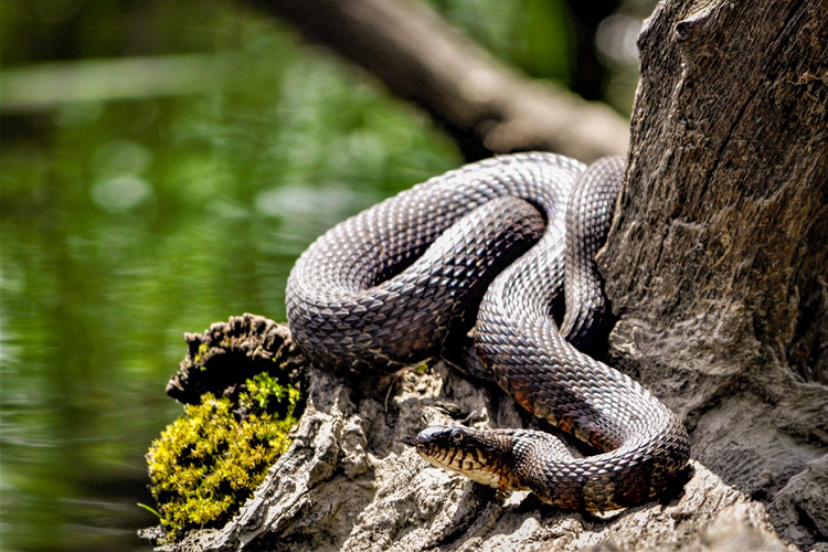 Northern Water Snake © Holland Hoagland