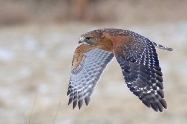 Red-shouldered Hawk © Brian Rusnica