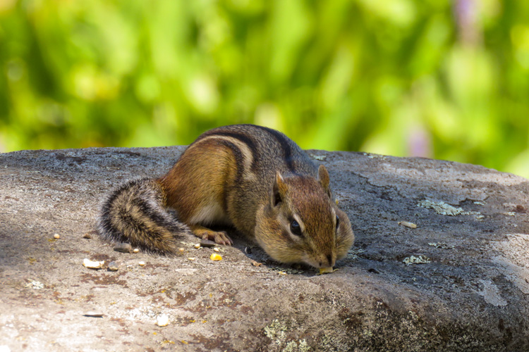 Eastern Chipmunk © Carianne Roche