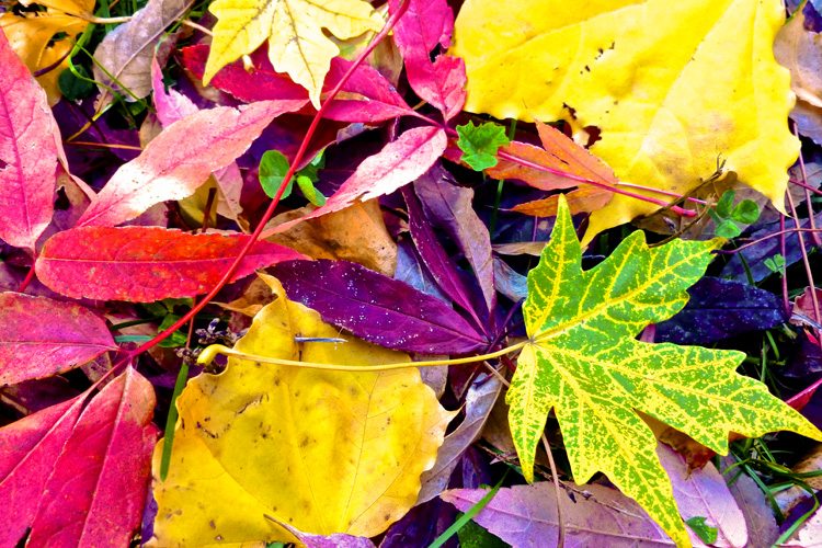 Fall Leaves © Mariann Bucina
