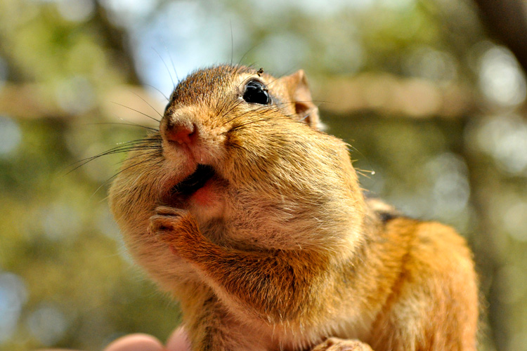 Eastern Chipmunk © Susumu Kishihara