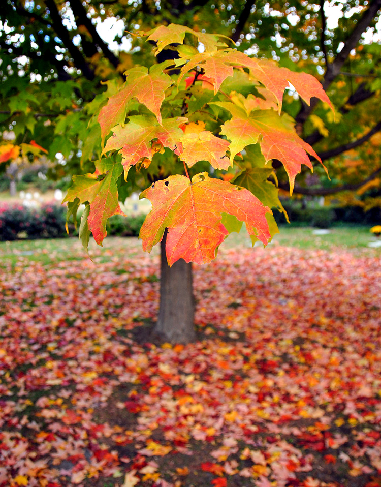 Sugar Maple Leaves © Derrick Jackson