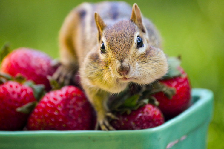 Eastern Chipmunk © Colleen Bruso