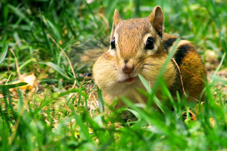 Eastern Chipmunk © Colleen Bruso