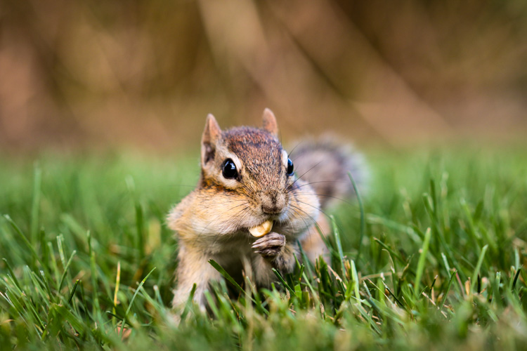 Eastern Chipmunk © Richard Cartier