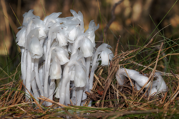 Indian Pipe © A Grigorenko