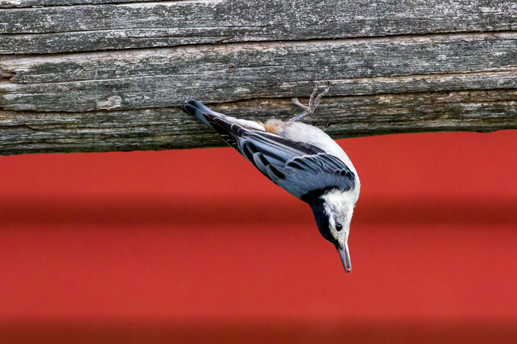 White-breasted Nuthatch © Jorge Tavares