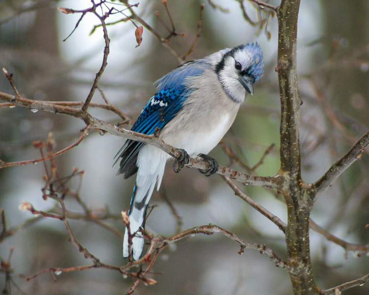 Boisterous Blue Jays Flock in Winter - NH Charitable Foundation