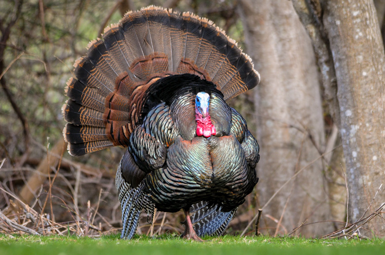 Wild Turkey © Mike Snow