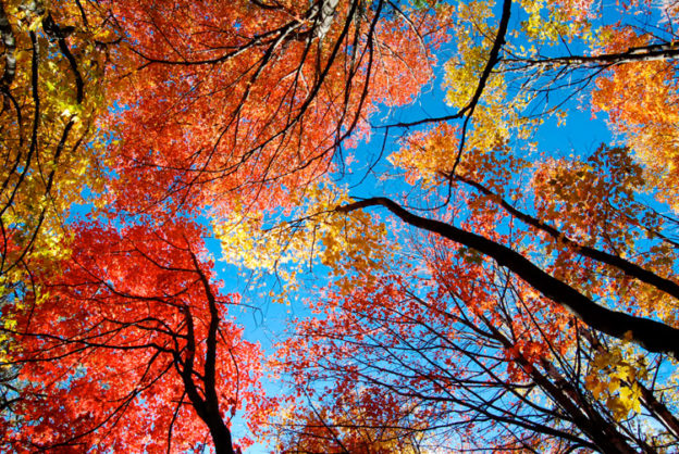 Looking up at a colorful canopy of red, orange, and yellow leaves against a bright blue sky © Lian Bruno