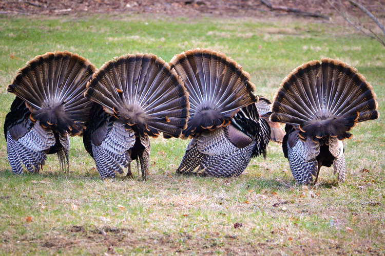 Wild Turkey © Brad Dinerman