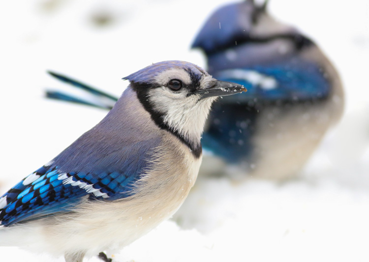 Blue Jays © Jonathan Eckerson