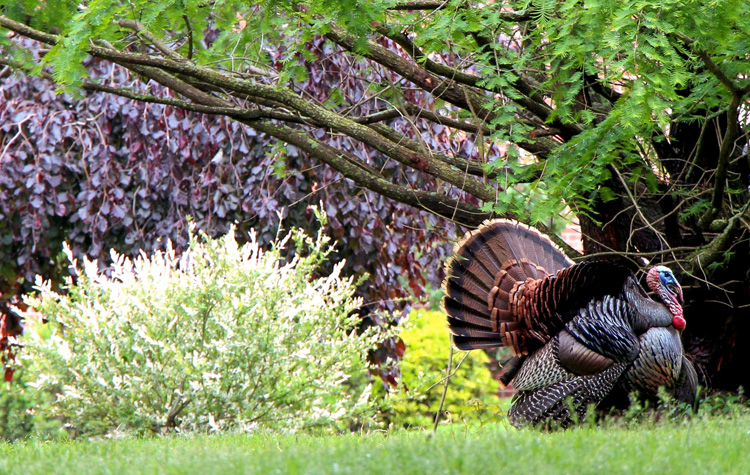 Wild Turkey © Mark Bethoney