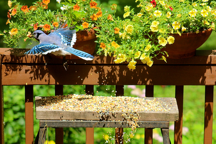 Boisterous Blue Jays Flock in Winter - NH Charitable Foundation