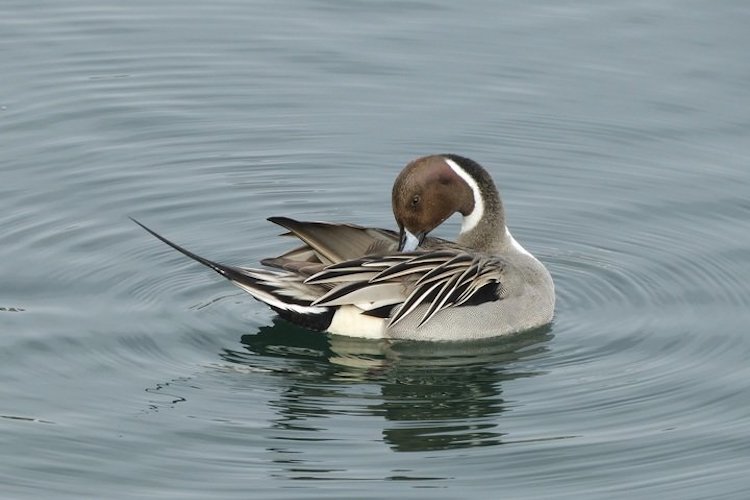 Northern Pintail © Brian Vigorito