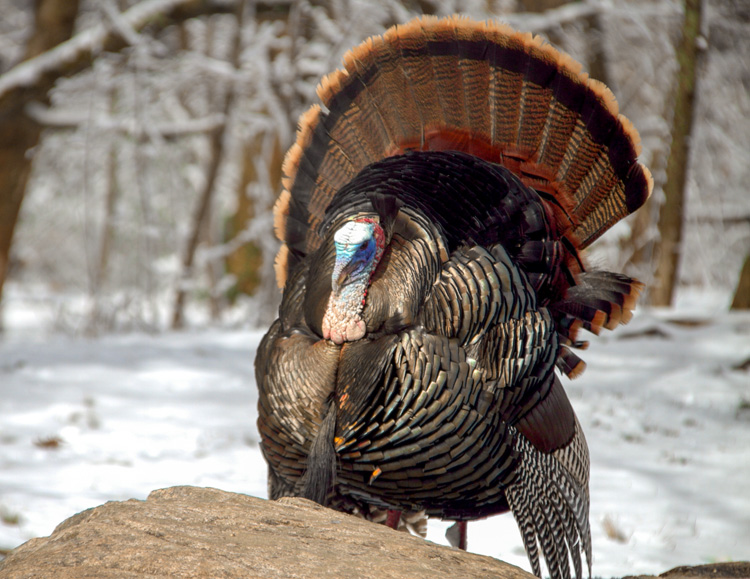 Wild Turkey © Patti Vartanian Vaughan